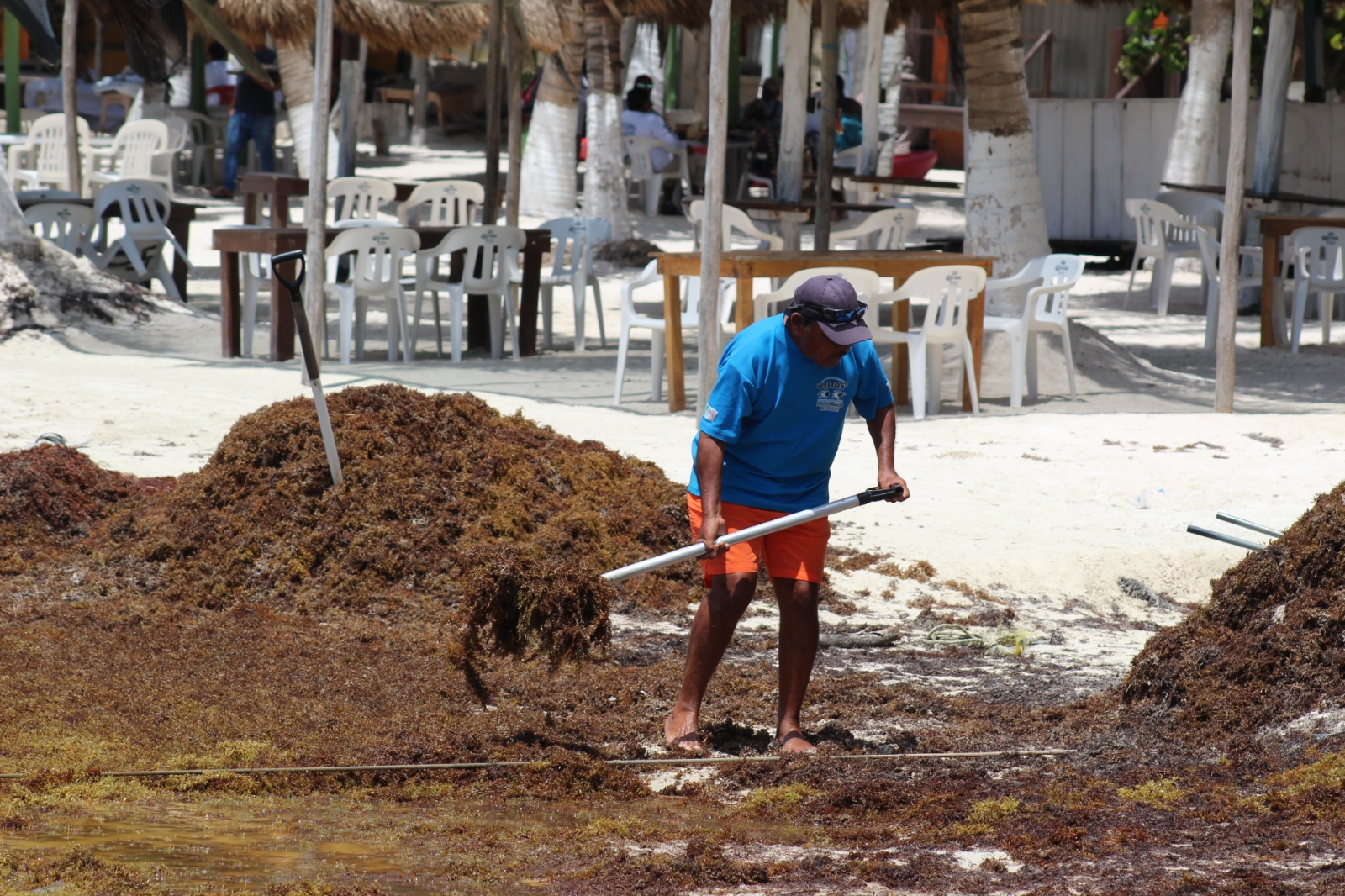 Empresarios limpian sargazo ante la llegada de un crucero a Mahahual