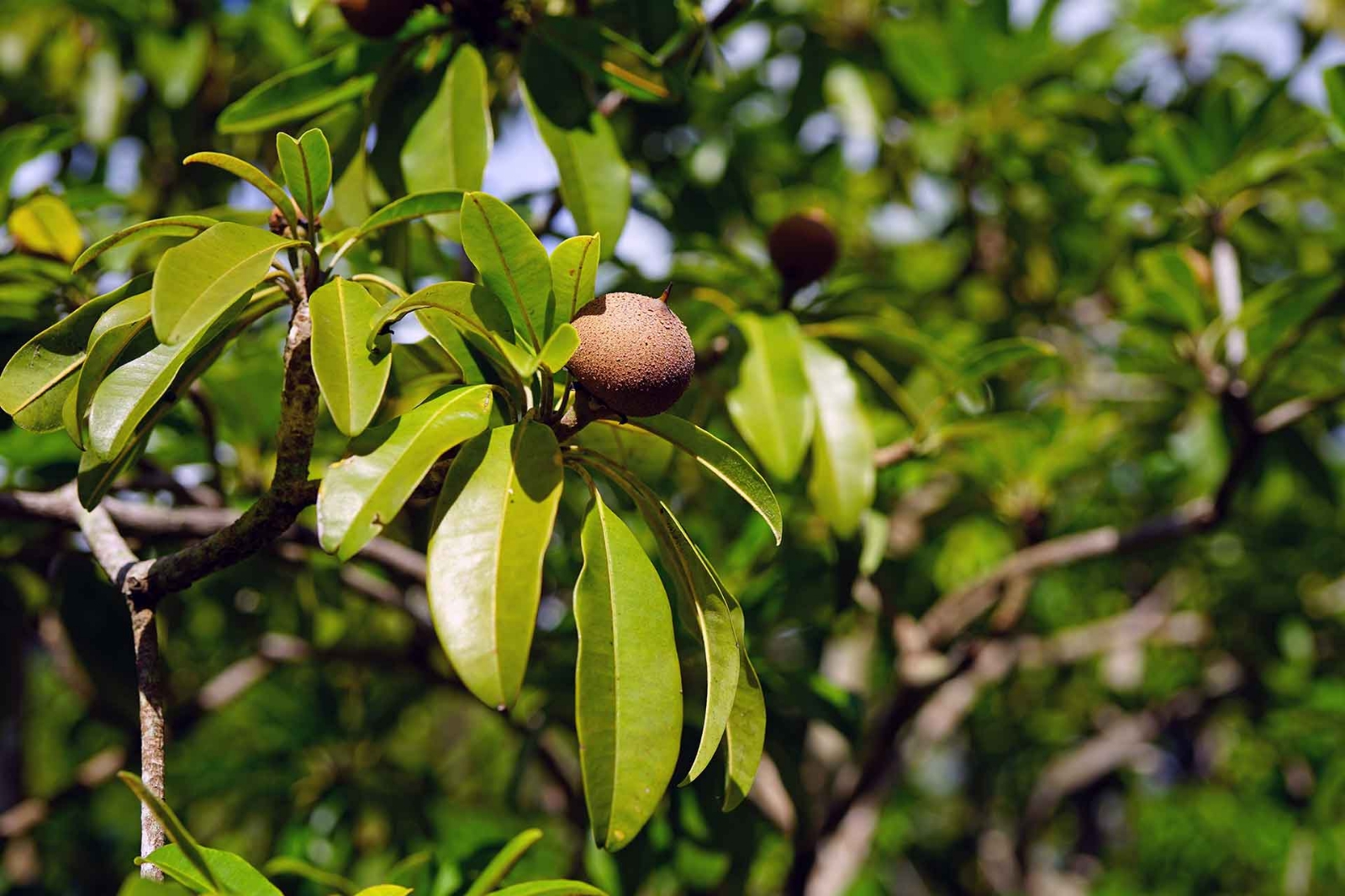 ¿Qué árboles de Yucatán no puedo plantar en mi hogar?
