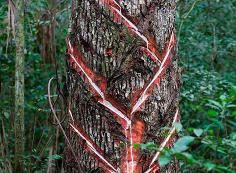 Chicozapote: El árbol chiclero de Quintana Roo