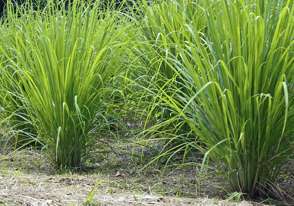 Esta planta tiene un aroma característico y nace en climas calurosos en distintas partes de México Esta planta tiene un aroma característico y nace en climas calurosos en distintas partes de México
