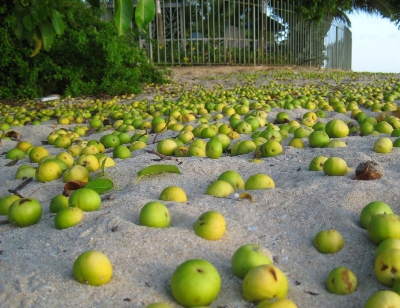 El Guinness World Records, nombro al Manzanillo de Playa como el árbol más peligroso del mundo.