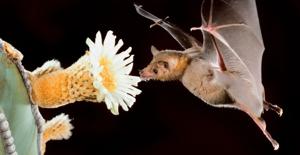En la Península de Yucatán predominan 149 especies de murciélagos