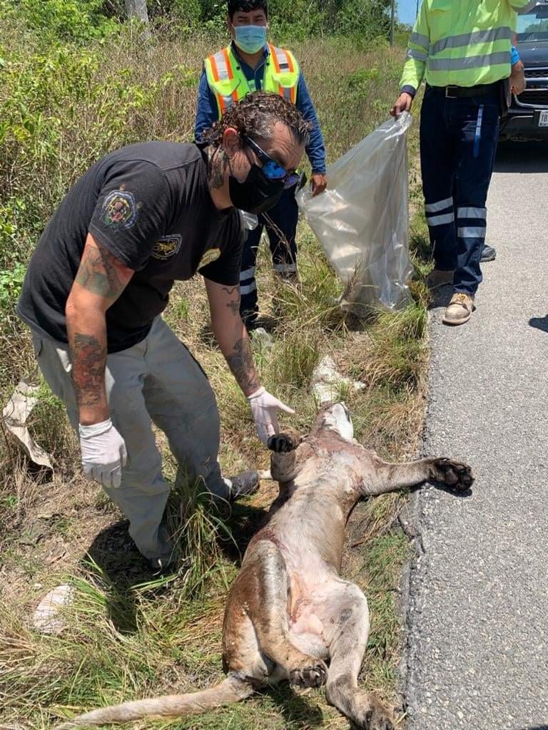Muere puma atropellado tras intentar cruzar carretera a Playa del Carmen