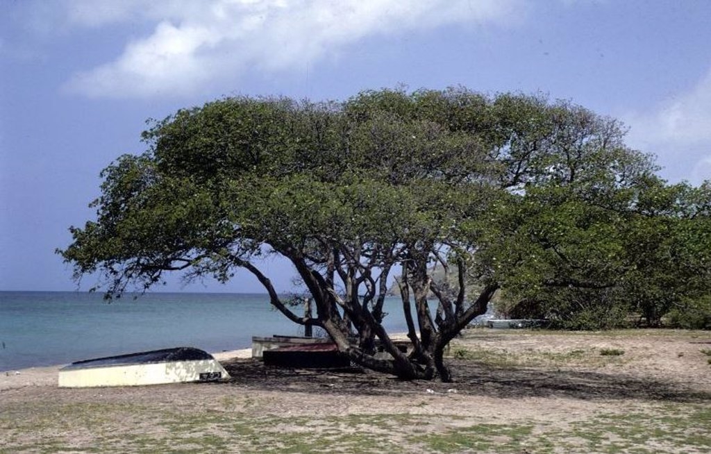 El Manzanillo de Playa puede llegar a medir hasta 20 metros de altura y por su peso, puede desplomarse