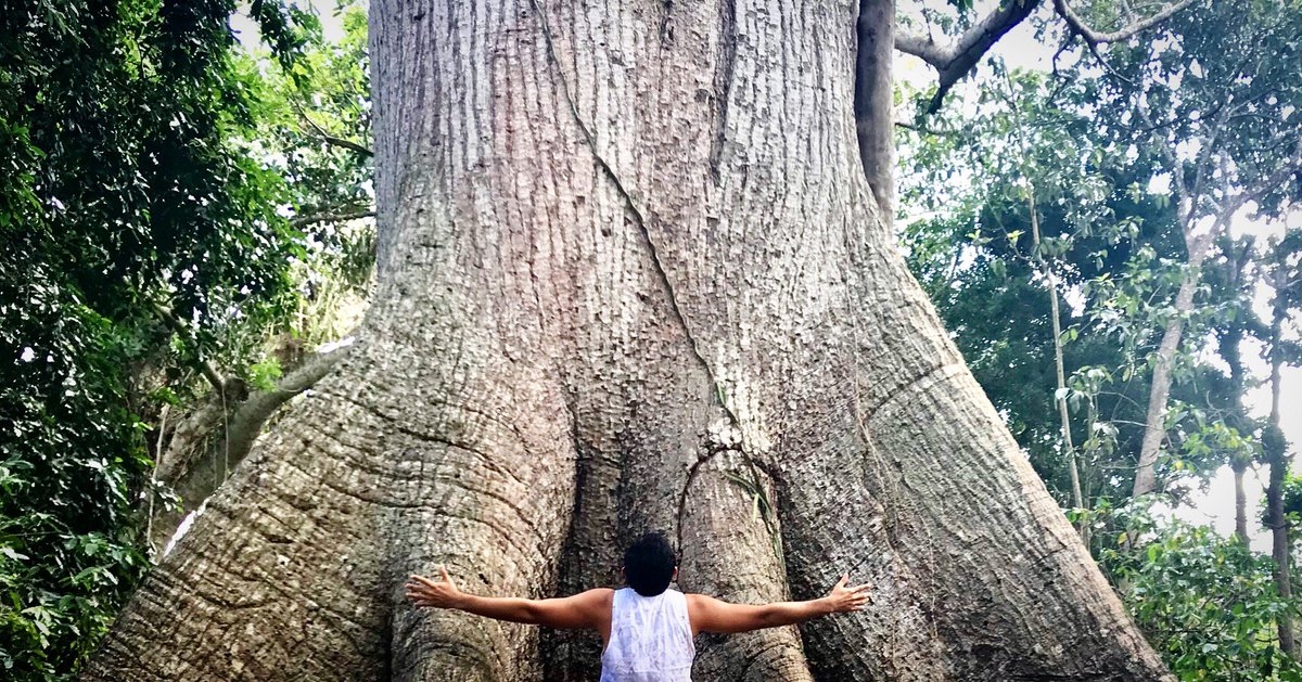 La ceiba tiene más de 700 años