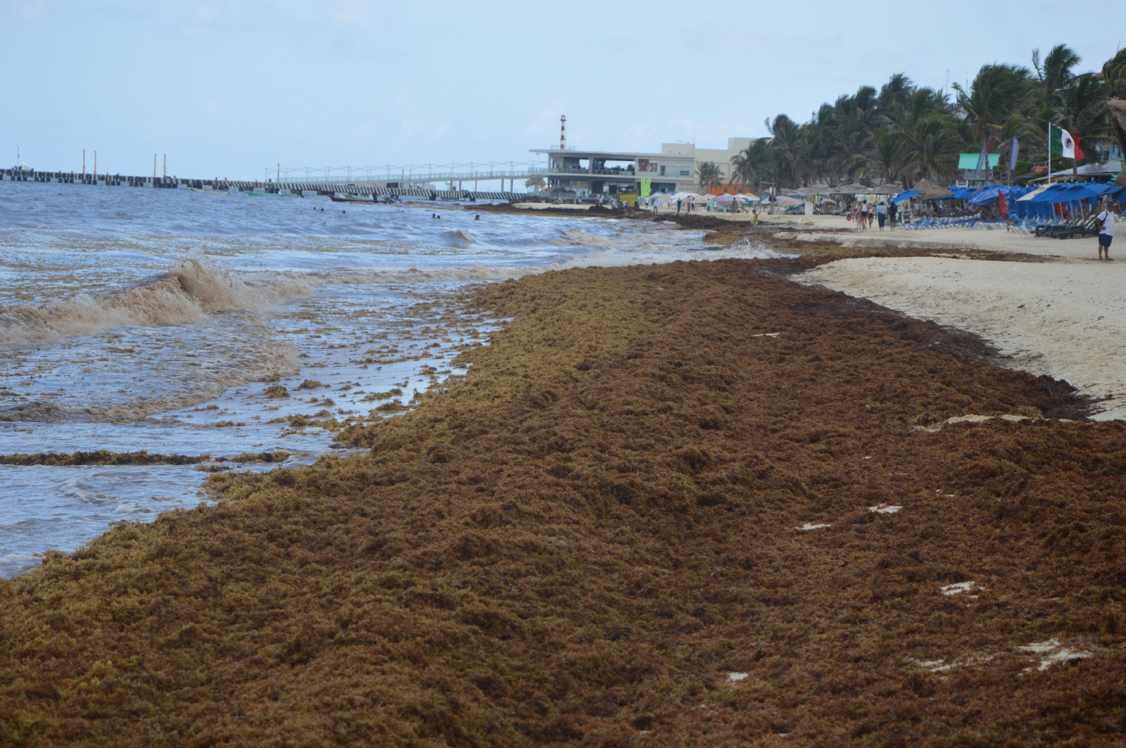 En estas condiciones la macroalga despide olores fétidos En estas condiciones la macroalga despide olores fétidos