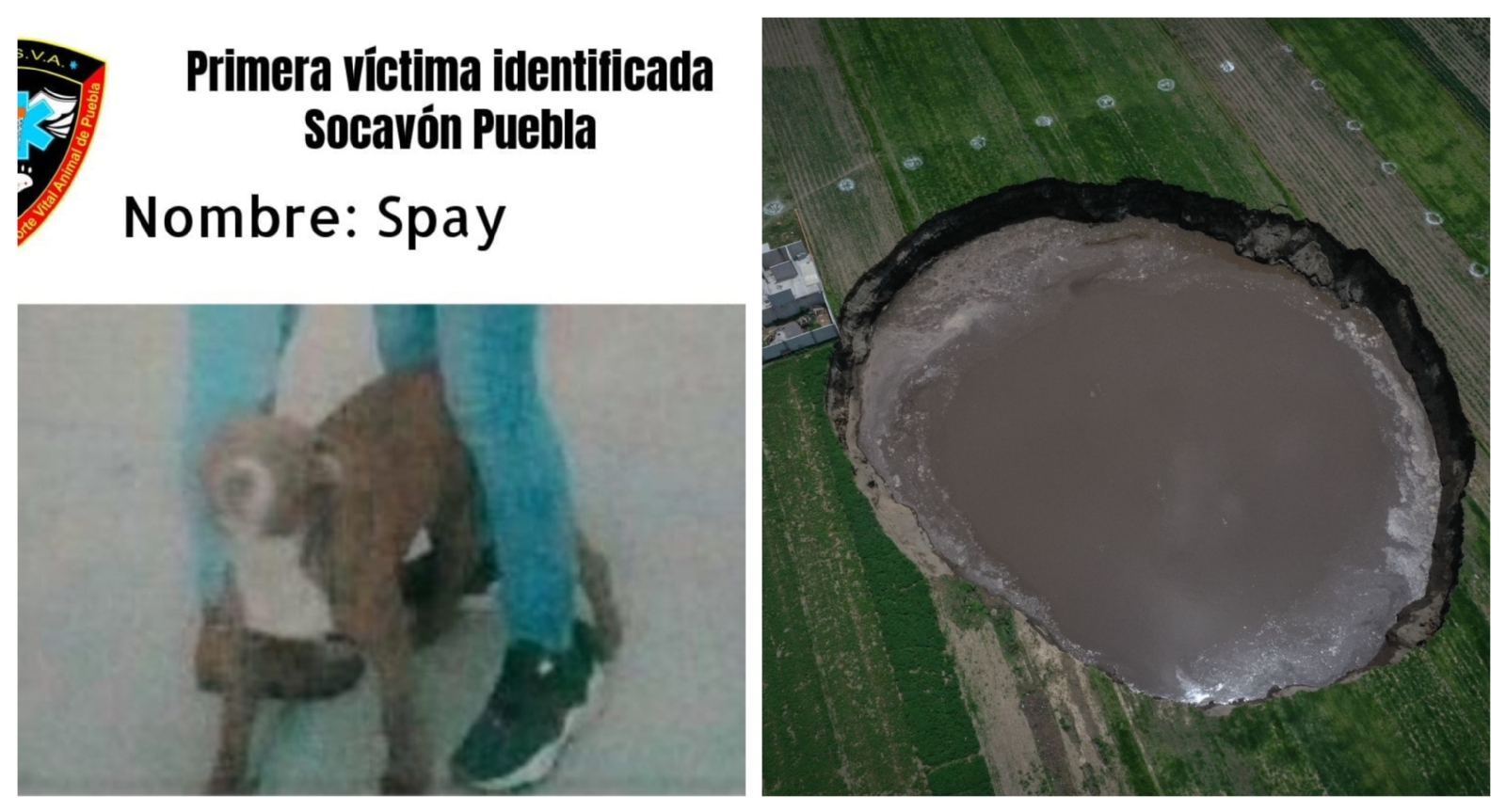 Spay es el nombre del can que cayó al socavón