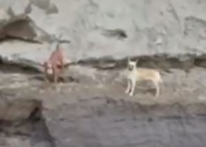 Spay y otro perro que cayeron al socavón