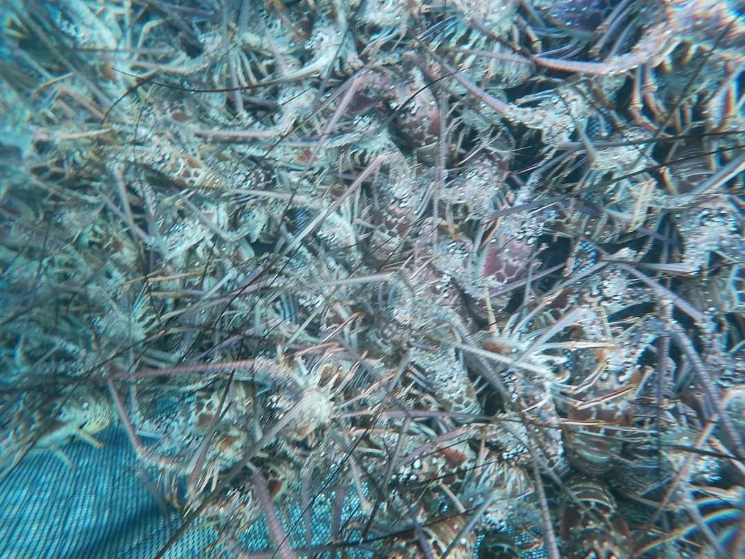 Fueron más de 100 pescadores que dieron inicio a la temporada de captura de langosta en cosas de Xcalak