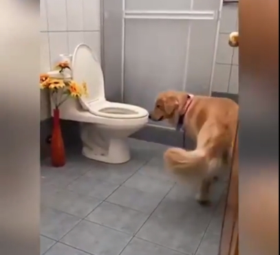 En el vídeo se puede ver como Tokio levanta las dos patas traseras para apoyarse en el retrete En el vídeo se puede ver como Tokio levanta las dos patas traseras para apoyarse en el retrete
