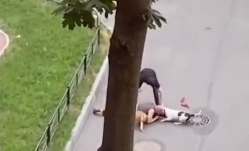 El heroico acto del hombre le salvó la vida a su mascota El heroico acto del hombre le salvó la vida a su mascota