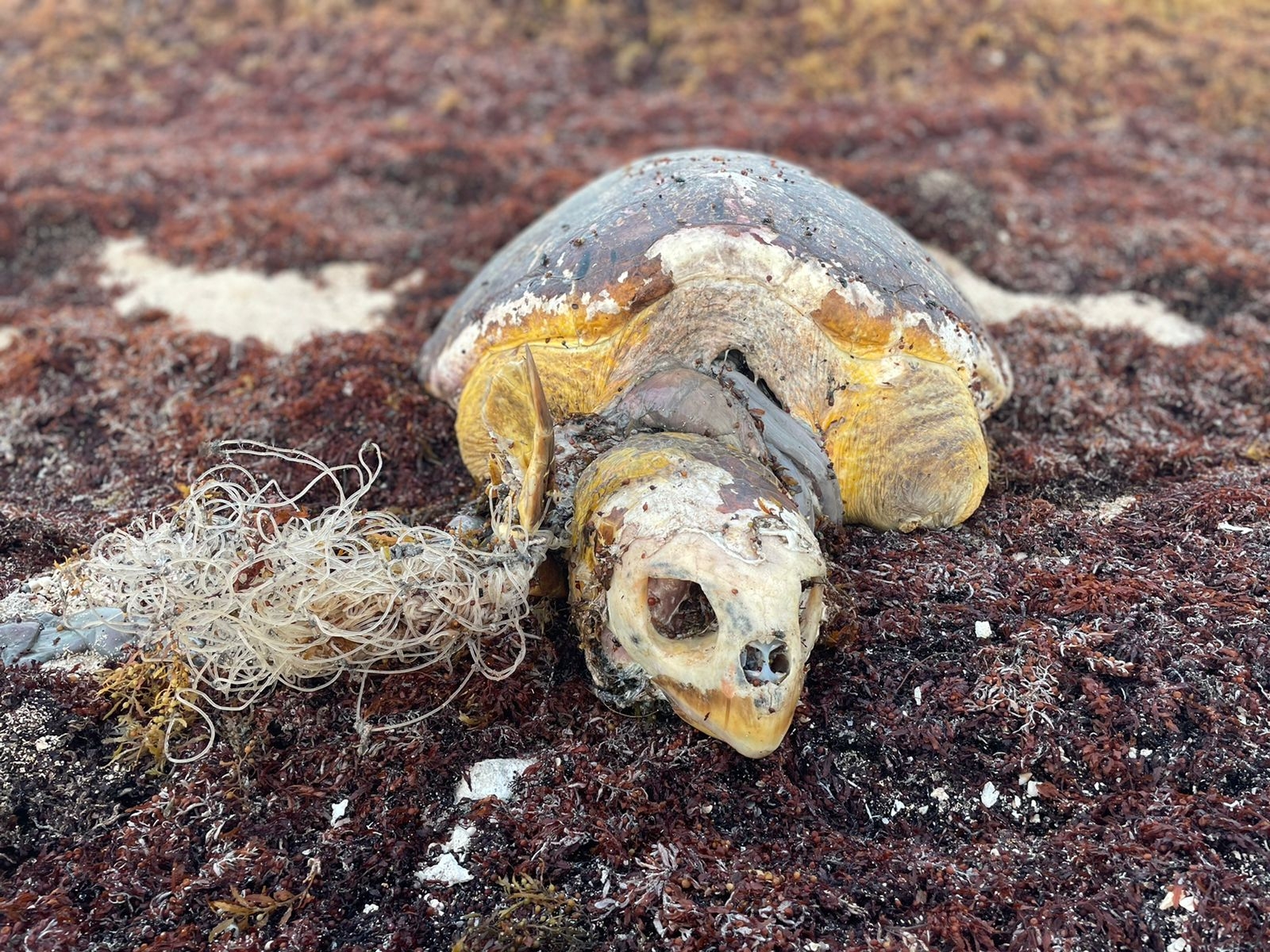 Las tortugas marinas son una especie protegida en México, bajo la norma NOM-059 de la Semarnat Las tortugas marinas son una especie protegida en México, bajo la norma NOM-059 de la Semarnat