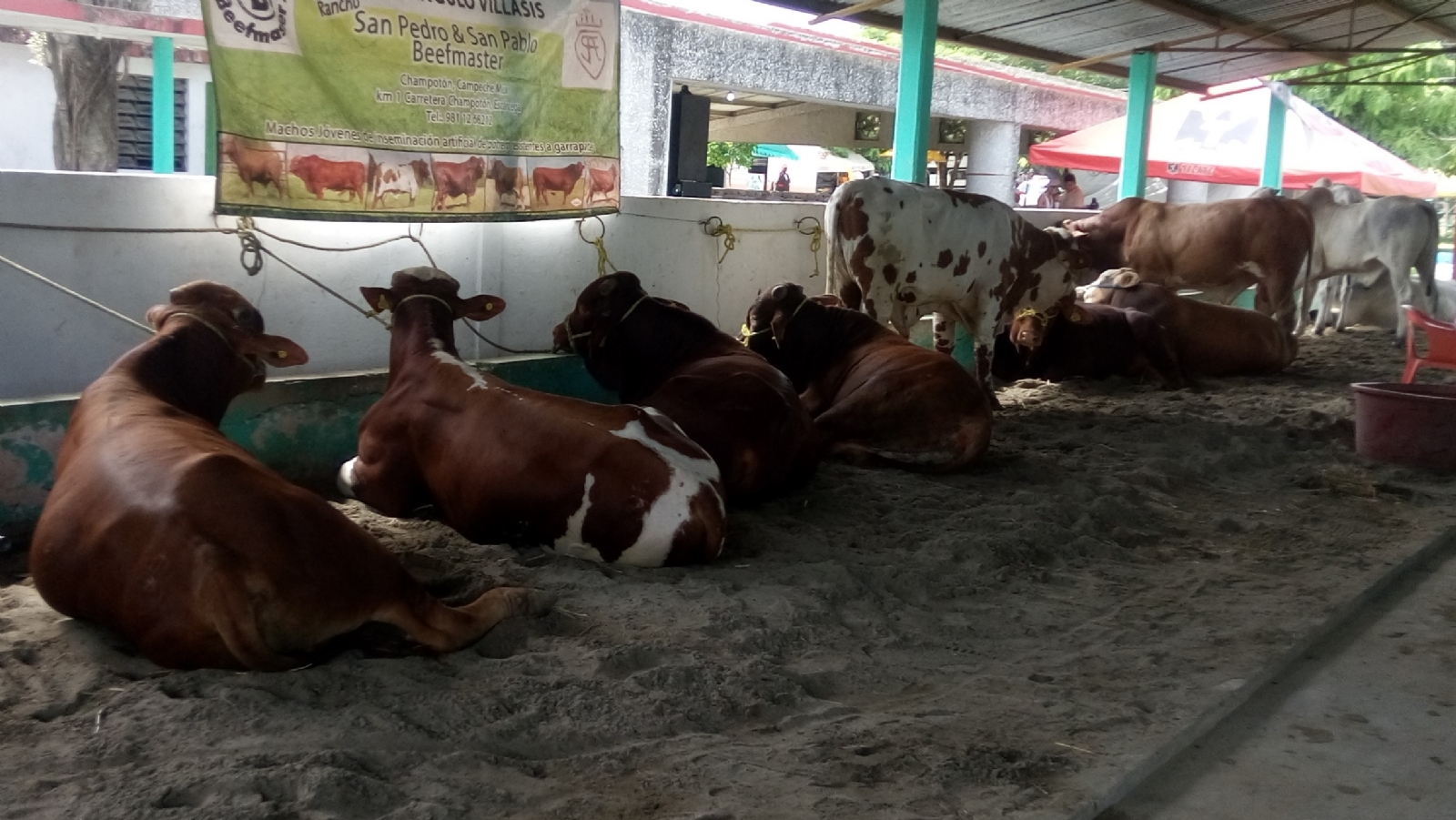 Por COVID-19 no se realizará la feria anual de los paliceños que se celebra durante el mes de agosto