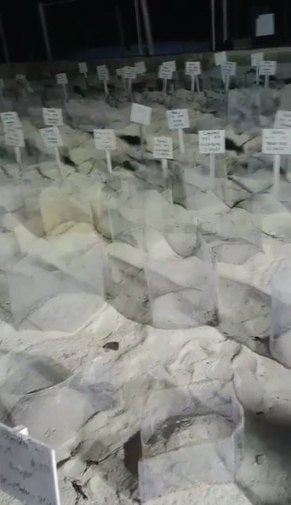Un grupo de investigadores denunciaron el hecho
