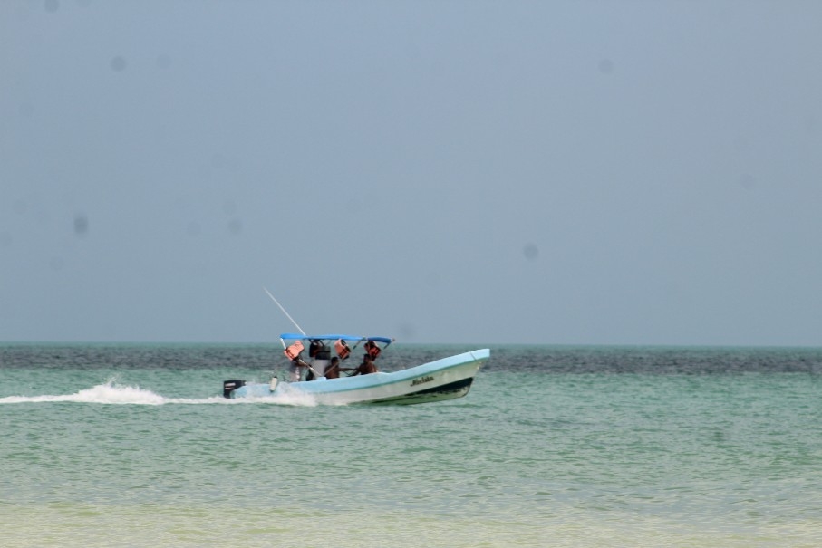 Tiburón ballena: Aumentan tours para ver al pez más grande en Holbox