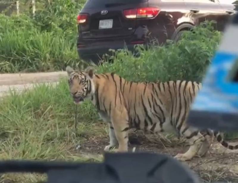Es posible que este animal haya escapado de alguna propiedad en la zona, donde era mantenido en cautiverio