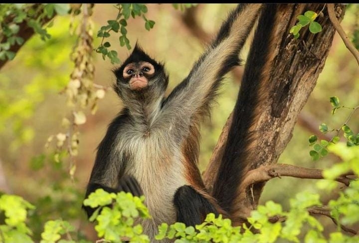 Monos araña no son mascotas, recuerda activista en Yucatán