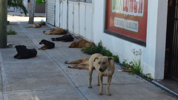 Zoofilia y matanza de animales queda impune en Yucatán