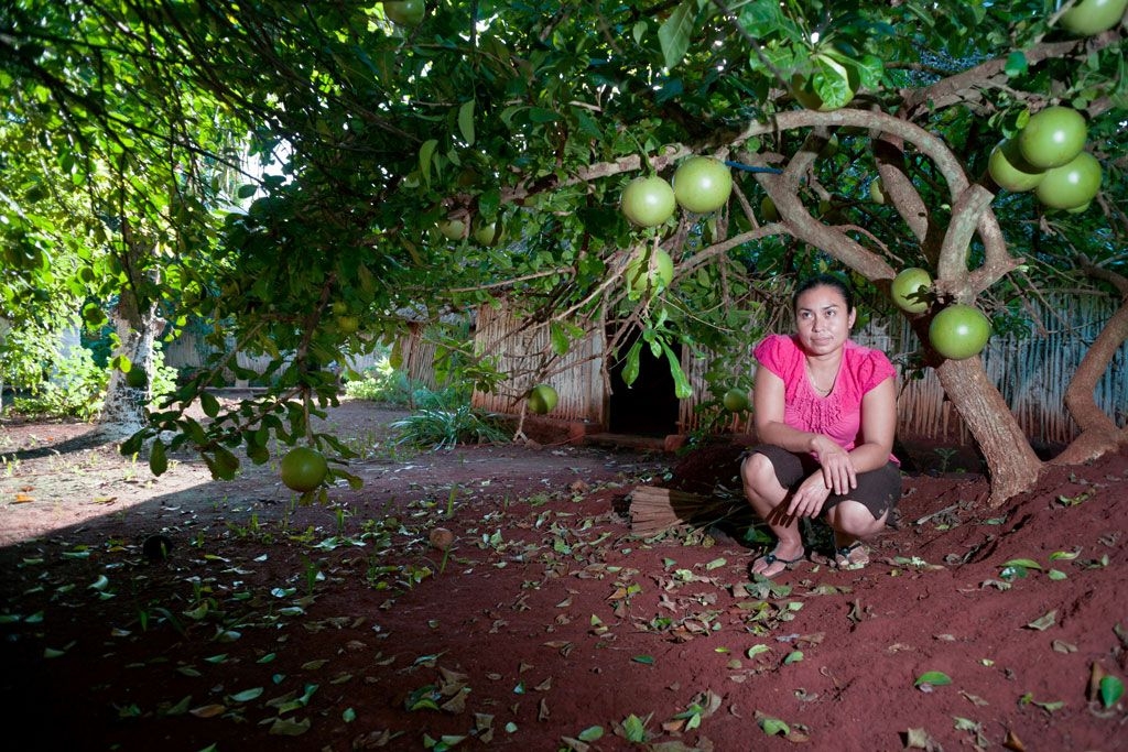 Jícara, el árbol sagrado para la cultura maya en la Península de Yucatán