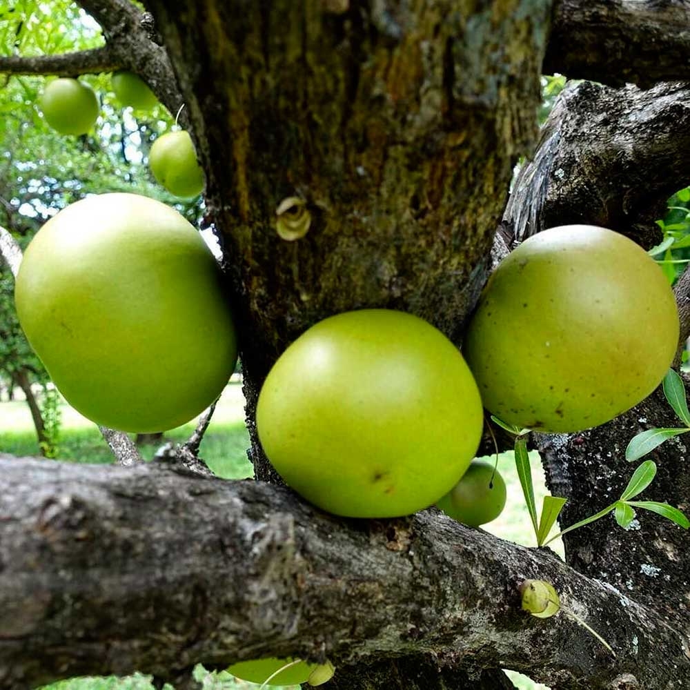 Las jícaras son producto del árbol de la especie Crescentia como medicina natural y para fabricar recipientes Las jícaras son producto del árbol de la especie Crescentia como medicina natural y para fabricar recipientes