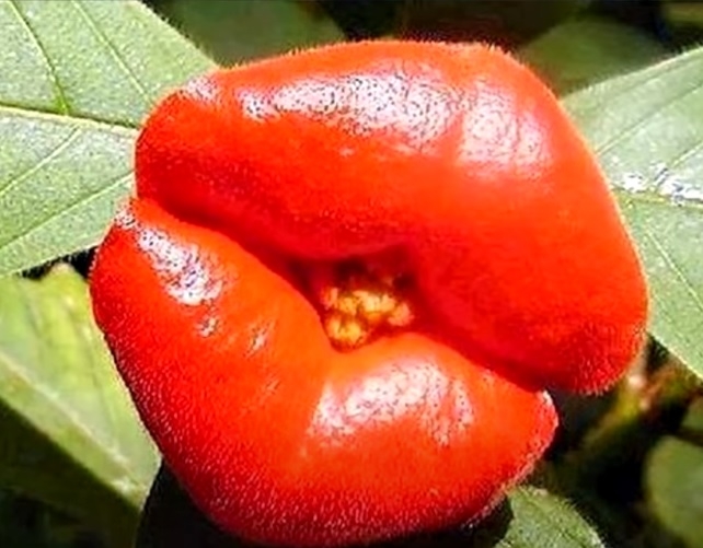Psychotria elata es una planta que se encuentra en Centroamérica y tiene la forma de un labio Psychotria elata es una planta que se encuentra en Centroamérica y tiene la forma de un labio