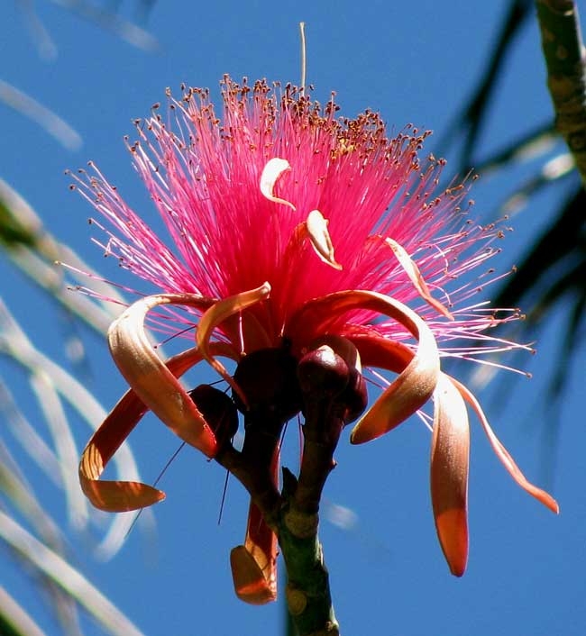 La flor es usada antiguamente para medicina natural, pues se dice que puede curar enfermedades respiratorias, úlceras y dolores en general. 