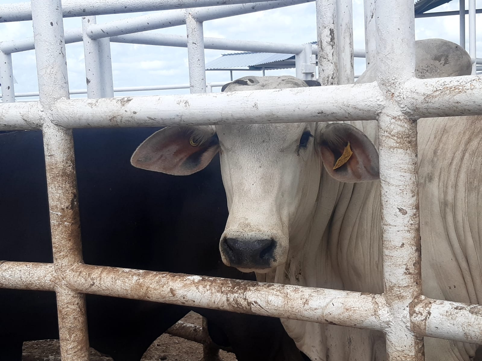 En algunos ranchos han hurtado el cobre de los equipos eléctricos