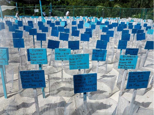 Deline García consideró que los denunciantes también violentaron la NOM-162-Semarnat-2012