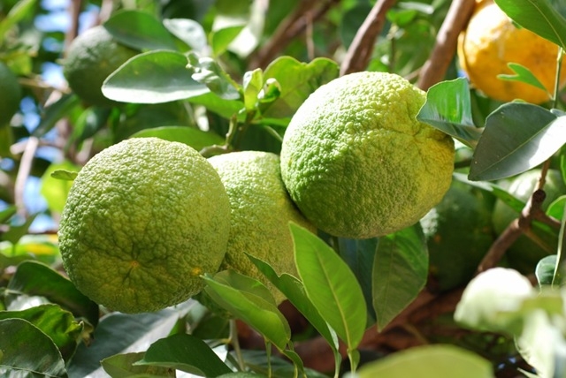 La naranja agria es la más perfumada de las 15 especies de cítricos que existen en el mundo