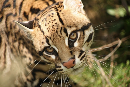 Ocelote: Conoce cinco cosas sobre este felino en peligro de extinción