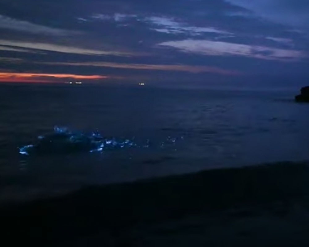 El placton bioluminiscente contiene luciferina, sustancia química que brilla cuando entra en contacto con el oxígeno. El placton bioluminiscente contiene luciferina, sustancia química que brilla cuando entra en contacto con el oxígeno.