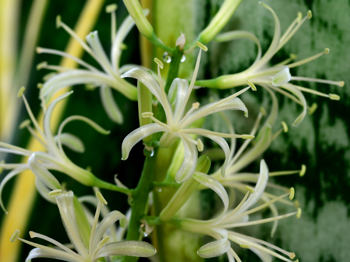 La sansevieria trifasciata, es mejor conocida como lengua de vaca, espada de San Jorge o lengua de tigre La sansevieria trifasciata, es mejor conocida como lengua de vaca, espada de San Jorge o lengua de tigre