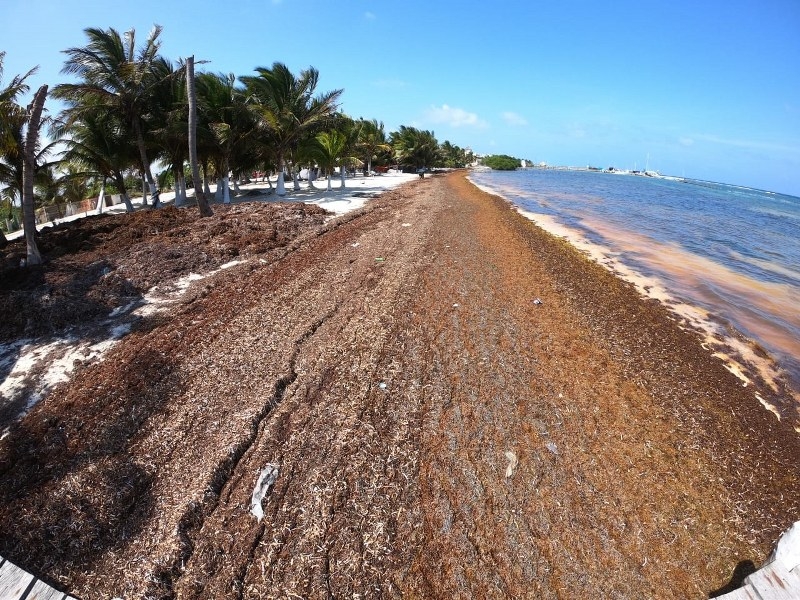 Ayuntamiento de Chetumal admite incapacidad para contener sargazo