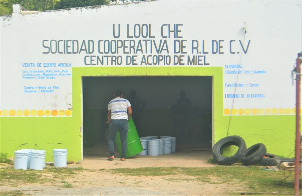 Cooperativa busca apoyar a apicultores en José María Morelos
