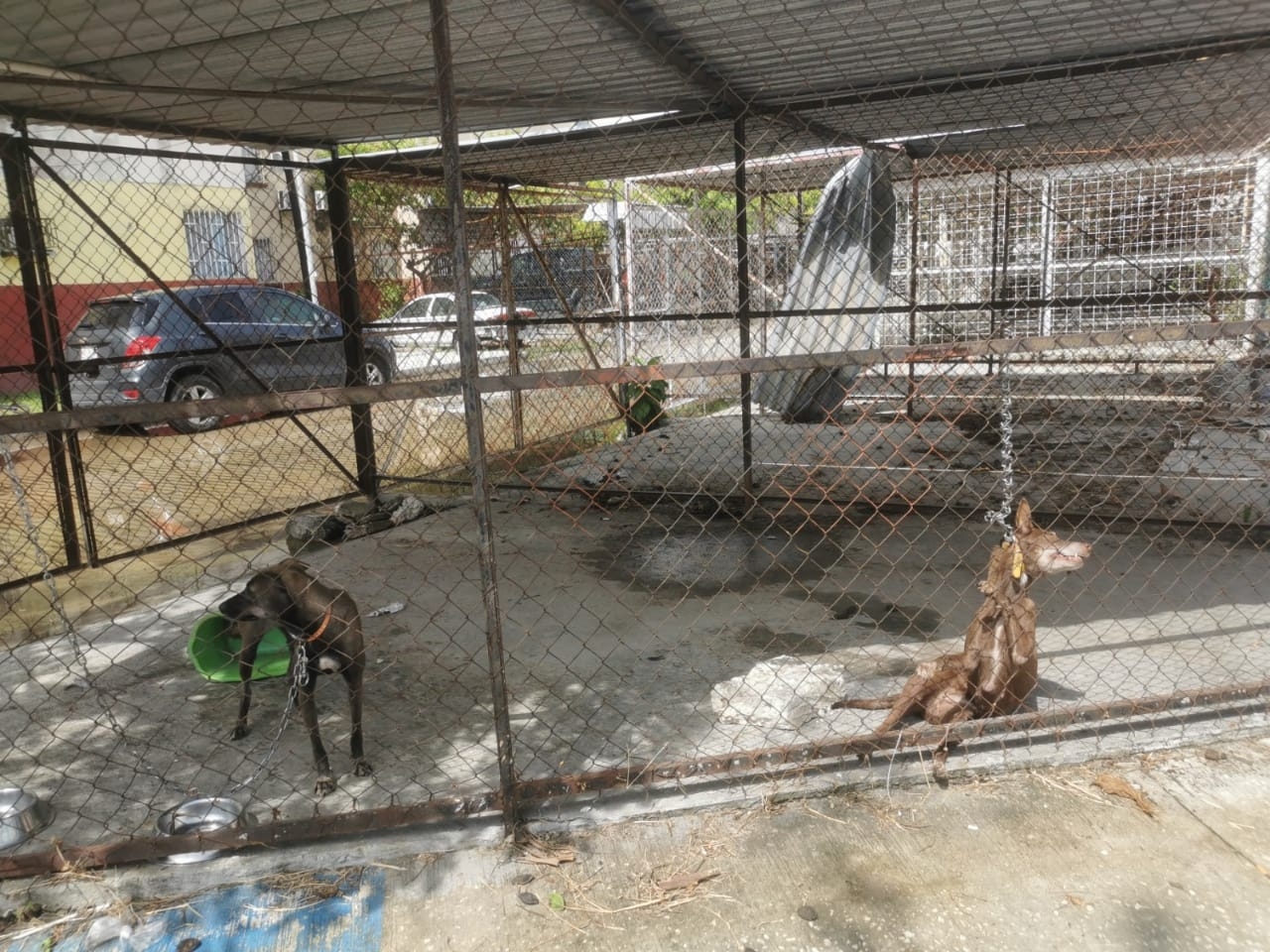 La cadena del perro había quedado muy corta, lo que ocasionó que el perro quedará colgando de ella