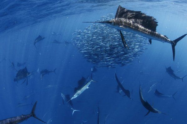 Se puede disfrutar la pesca con mosca, la pesca deportiva y la pesca de altura Se puede disfrutar la pesca con mosca, la pesca deportiva y la pesca de altura