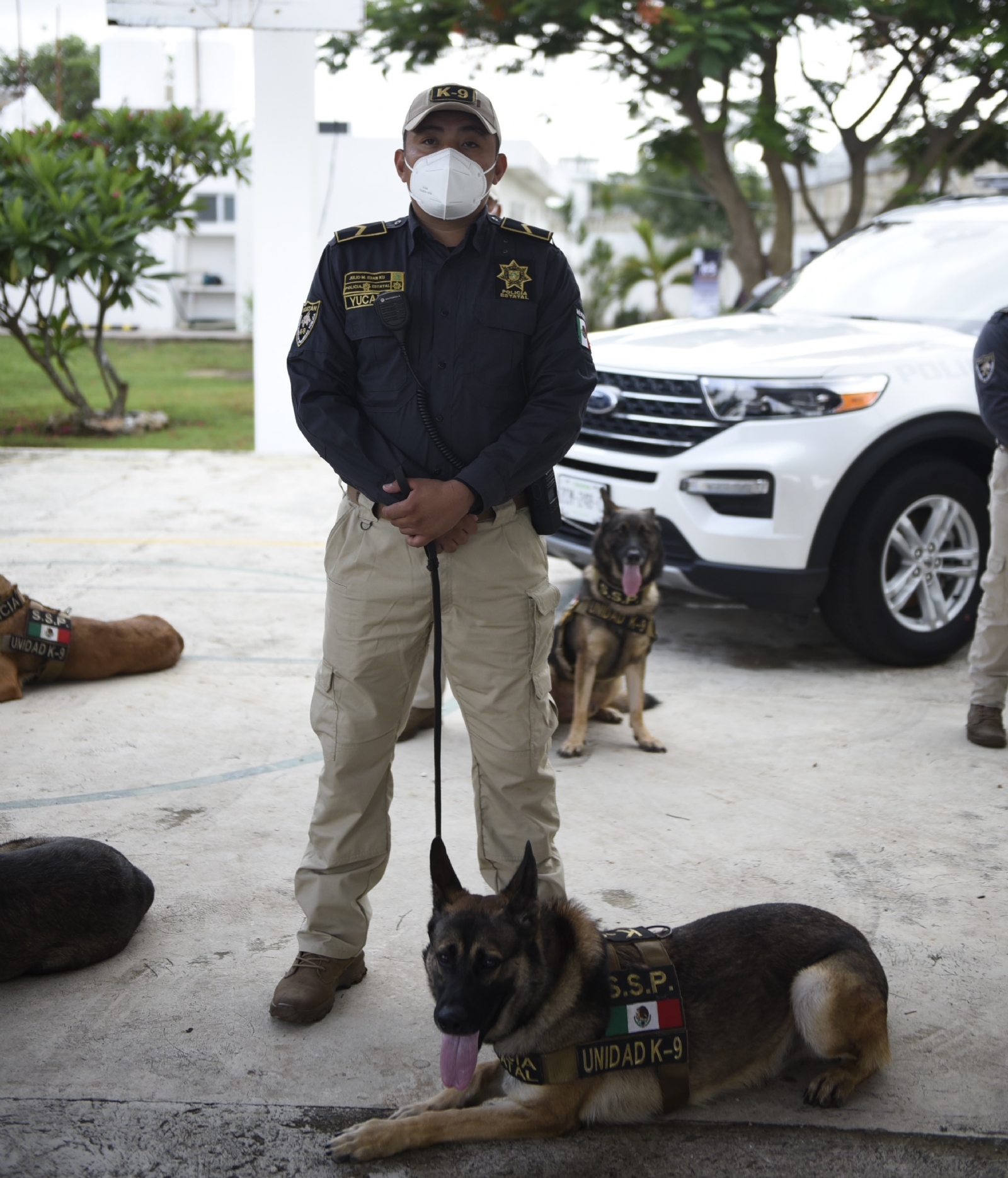 Los animales registran el virus al oler el sudor y hasta el momento se han detectado 15 casos en sus recorridos