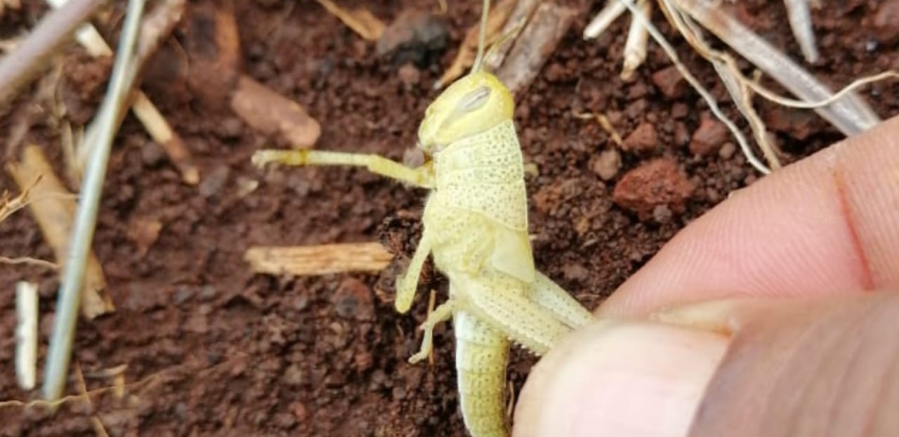 Sanidad Vegetal en Campeche elimina langostas en el municipio de Tenabo