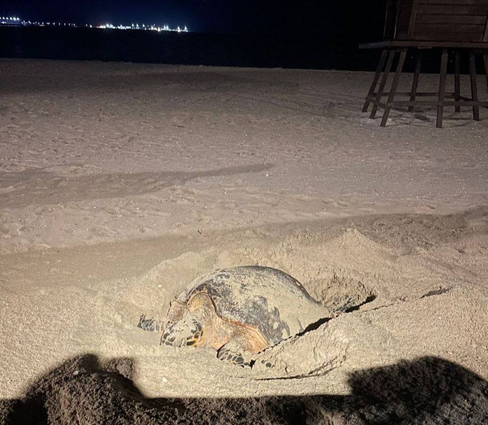 Tortuga carey arriba a la playa de Progreso, Yucatán, para desovar a sus crías