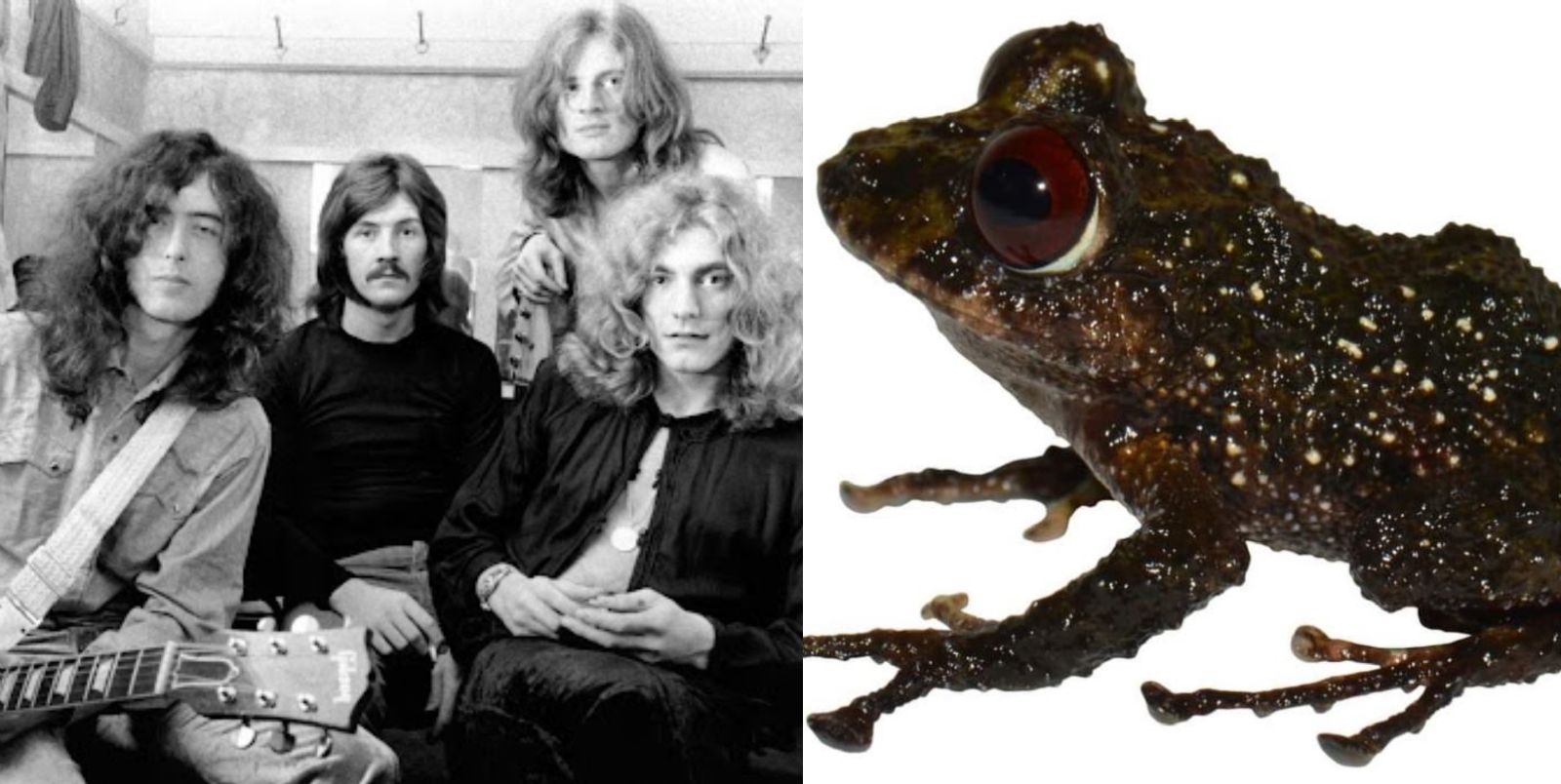 INABIO quiso honrar a la banda Led Zeppelin, por ello, le agregaron el nombre a la rana INABIO quiso honrar a la banda Led Zeppelin, por ello, le agregaron el nombre a la rana