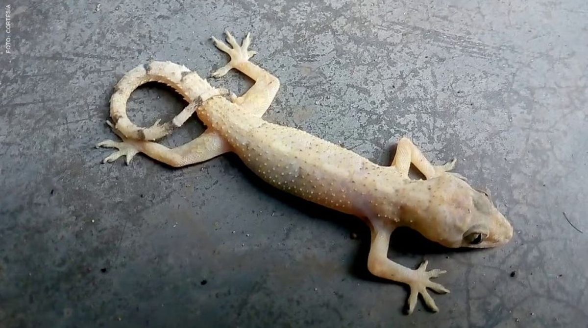 Su dieta incluye insectos y arácnidos como los alacranes. Foto: Especial