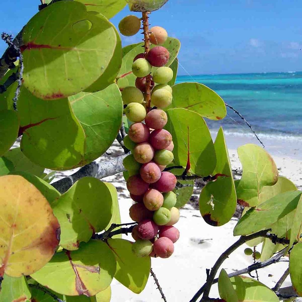 El árbol y la fruta tienen diferentes beneficios para la salud, además de que la uva tiene un sabor agradable