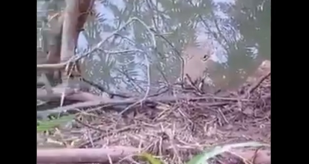 El cocodrilo se encontraba medio sumergido en el agua, por lo que alcanzó a ver a la mujer mientras se acercaba El cocodrilo se encontraba medio sumergido en el agua, por lo que alcanzó a ver a la mujer mientras se acercaba
