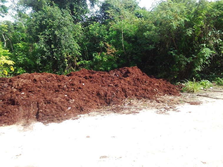 1,500 toneladas de sargazo fueron retirados de las playas entre abril y junio