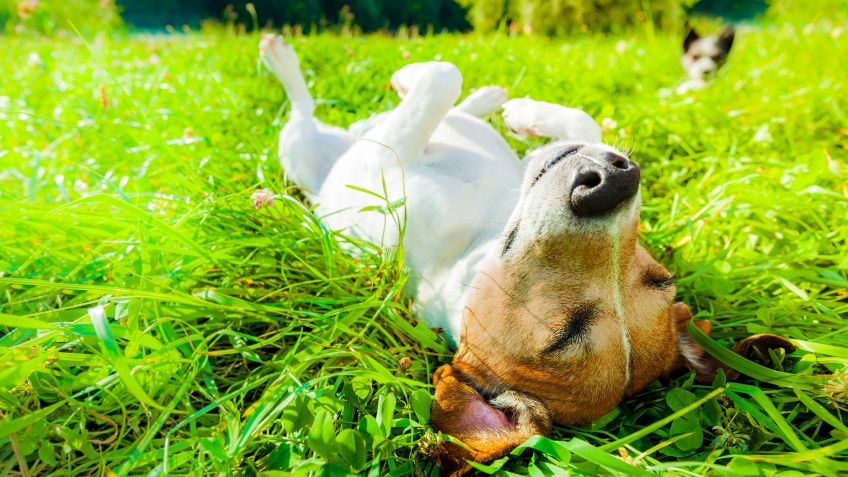 Estas son las razas de perros más caras del mundo