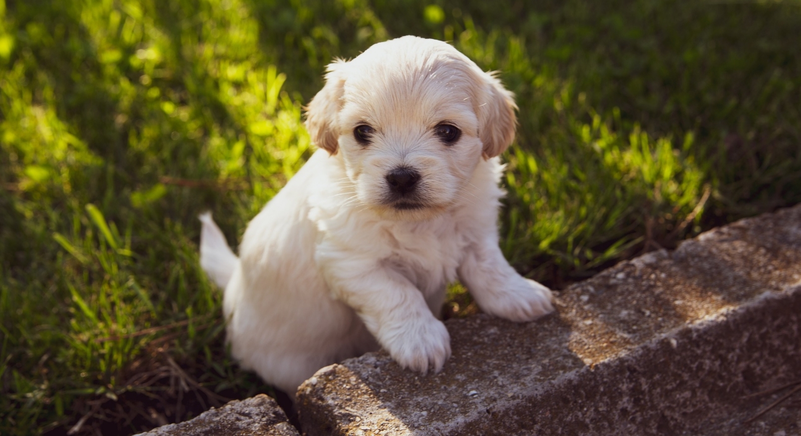 Estos lomitos son ideales para tener el casa; además de tiernos son muy amorosos. Foto: Pixabay