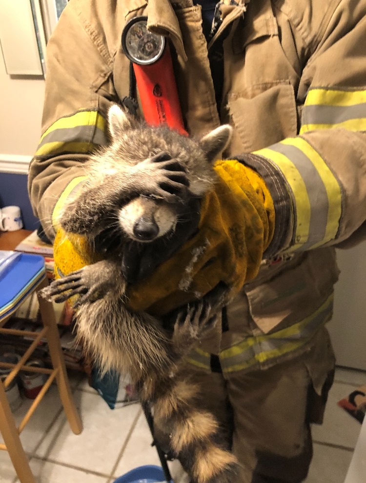 Bomberos atrapan a mapache robando comida y su reacción se volvió viral Bomberos atrapan a mapache robando comida y su reacción se volvió viral