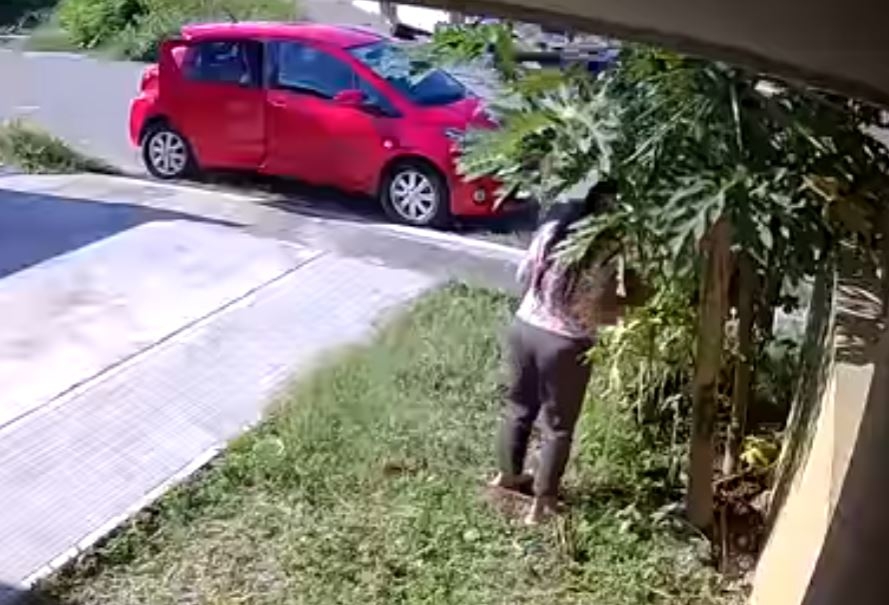 La mujer repetidas veces roba uno por uno los frutos del árbol usando sólo las manos para ello La mujer repetidas veces roba uno por uno los frutos del árbol usando sólo las manos para ello