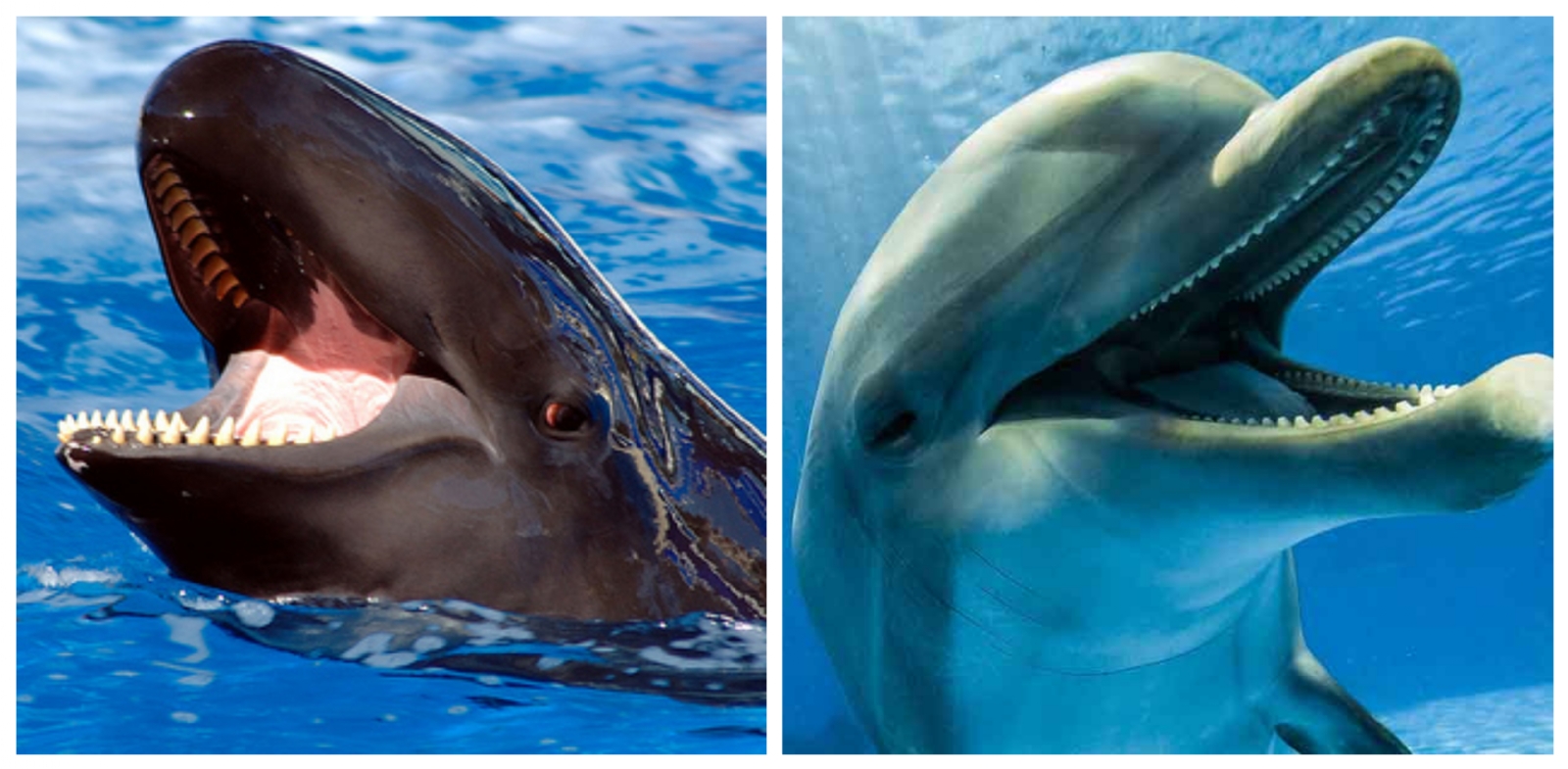 Los delfines y ballenas tienen una gran importancia en el ecosistema marino, por lo que su cuidado y conservación es vital