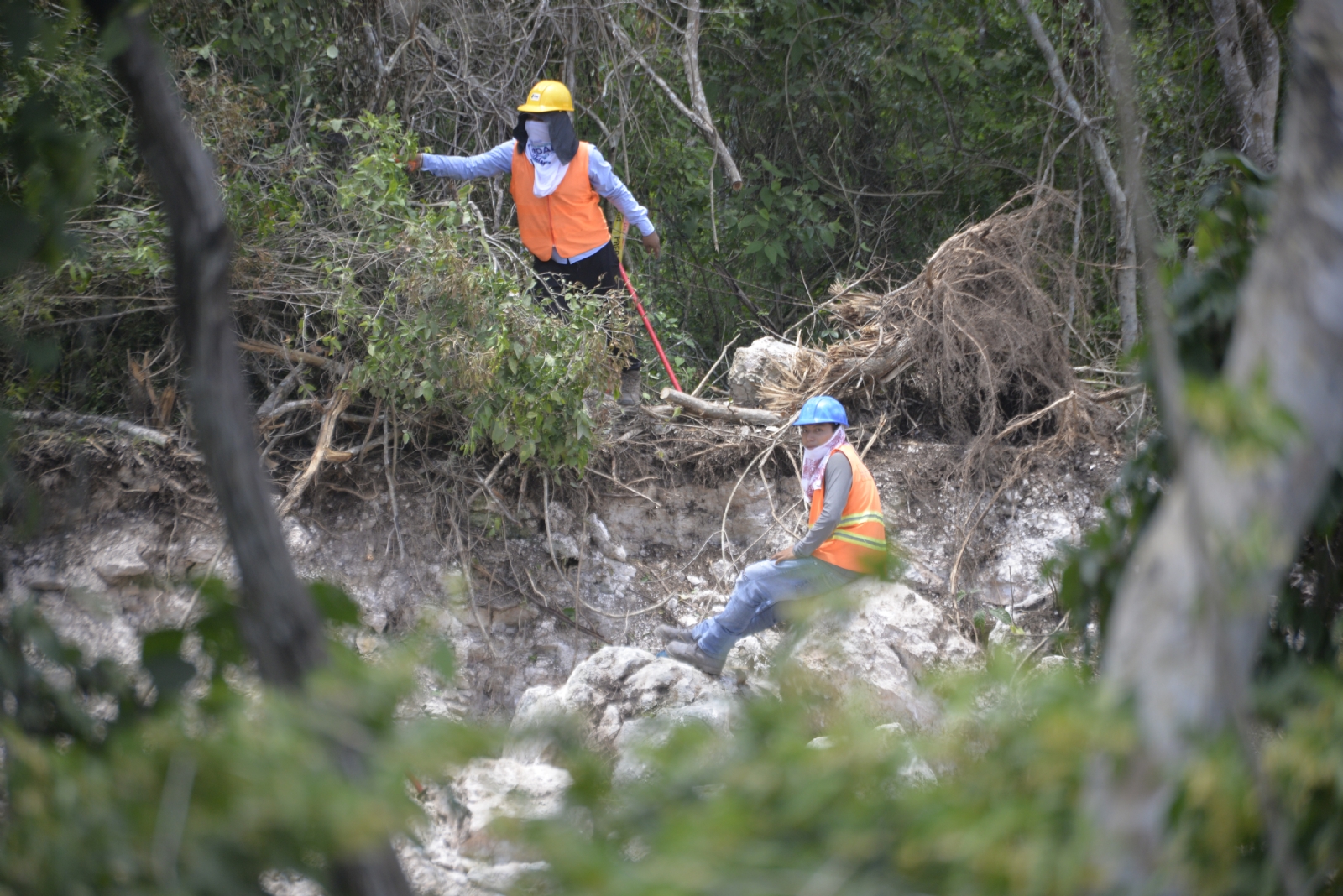 Yucatán perdió más de 400 mil hectáreas de áreas verdes: Global Forest Watch